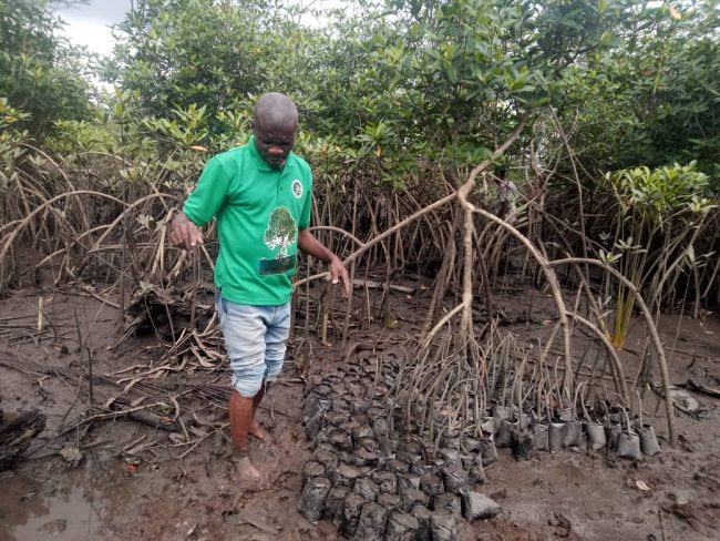 Ein Mann in grünem Hemd steht in einem Mangrovengebiet und arrangiert junge Setzlinge für die Pflanzung im schlammigen Boden.