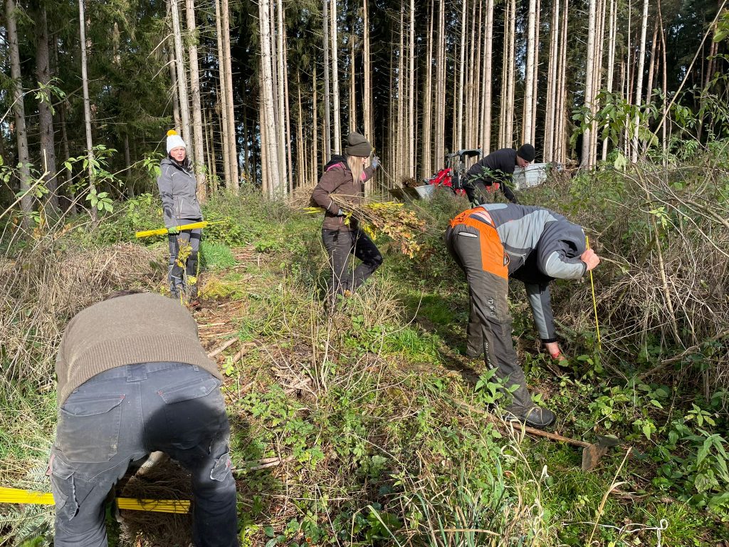 Mehrere Personen arbeiten im Wald, einige entfernen Unterholz und andere bereiten den Boden für die Aufforstung vor, mit hohen Bäumen im Hintergrund